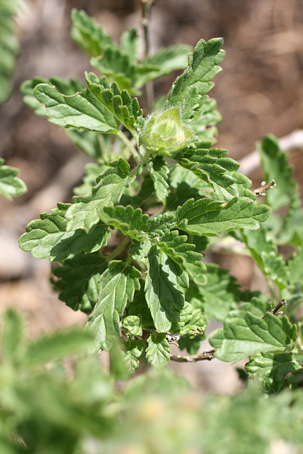 Image of Scutellaria adsurgens specimen.