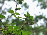 Codonopsis lanceolata. Верхушка побега с цветками. Приморье, Лазовский р-н, окр. села Чистоводное, опушка смешанного леса. 19.08.2015.