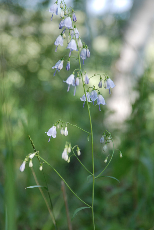 Изображение особи Adenophora liliifolia.