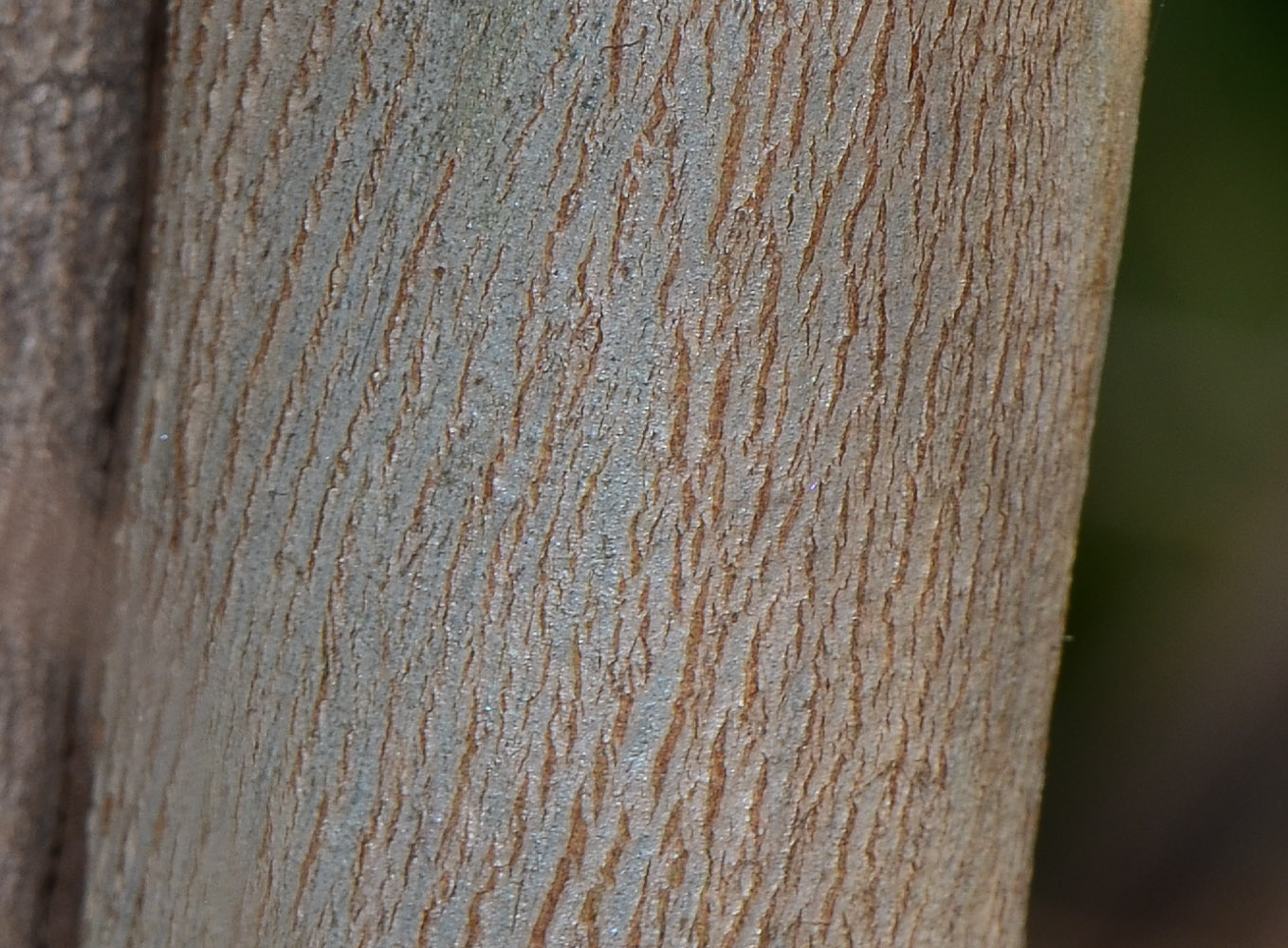 Изображение особи Eucalyptus leucoxylon.