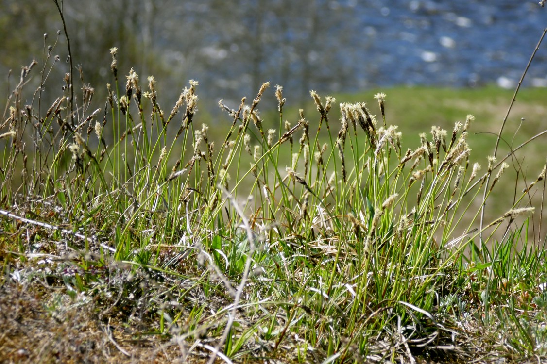 Изображение особи Carex ericetorum.