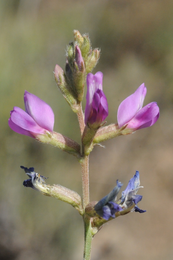 Image of Oxytropis almaatensis specimen.