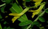 Astragalus macrocarpus