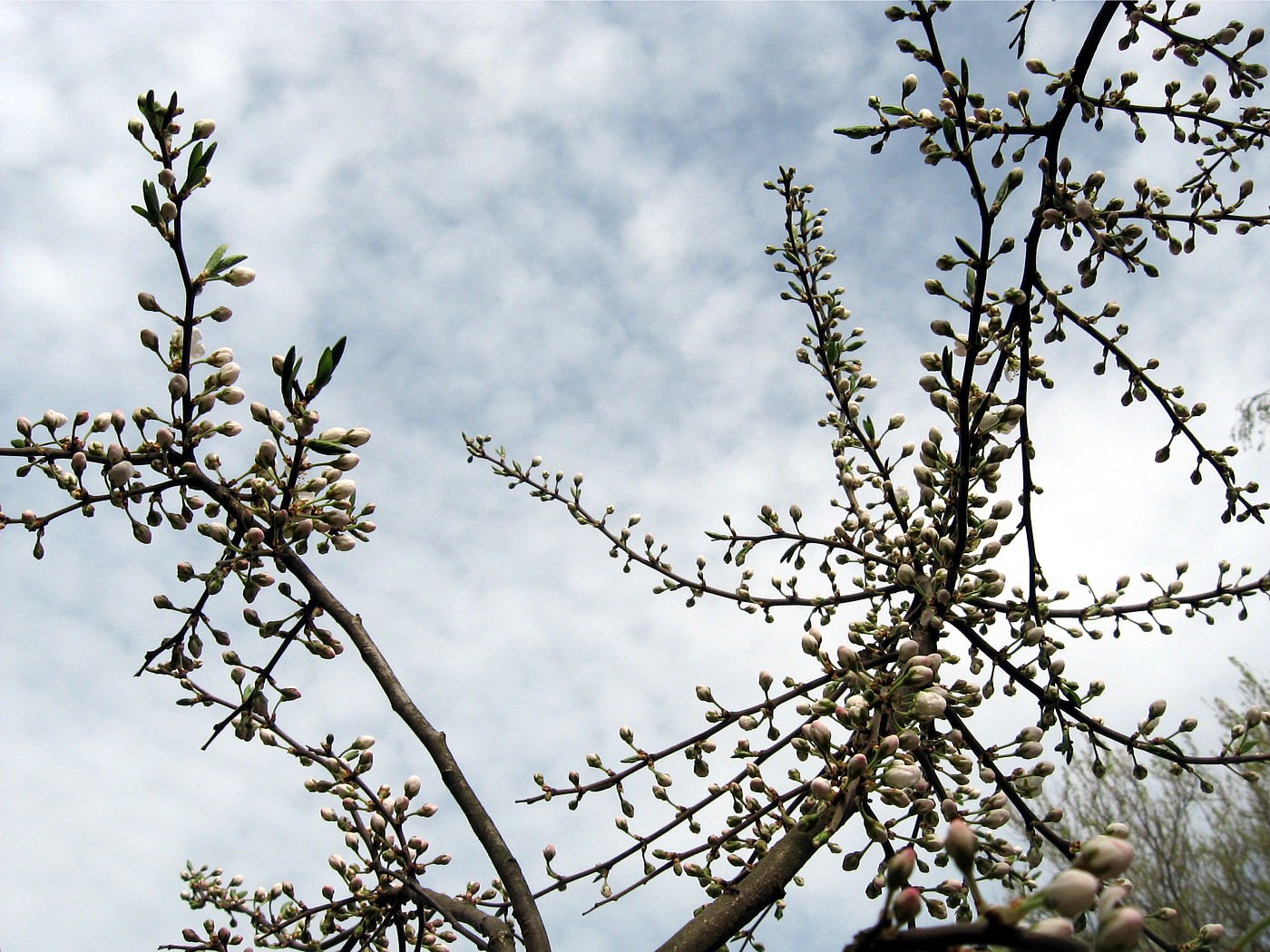 Изображение особи Prunus spinosa.