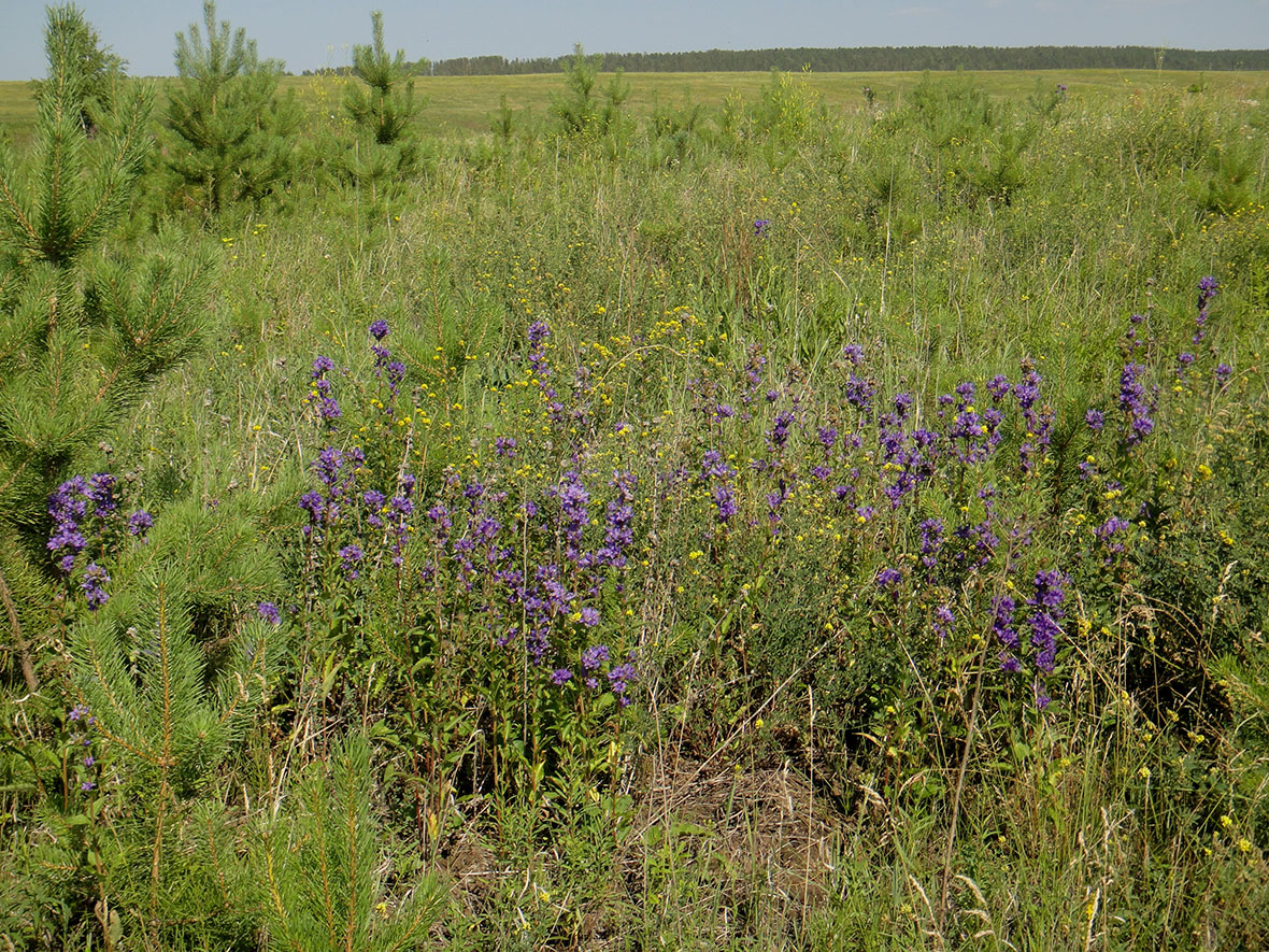 Image of Campanula glomerata specimen.