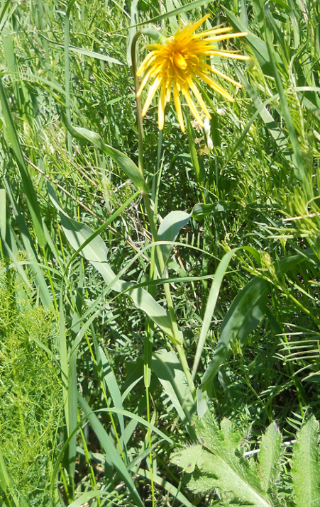 Изображение особи Tragopogon latifolius.