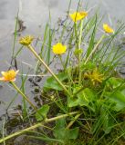 Caltha palustris