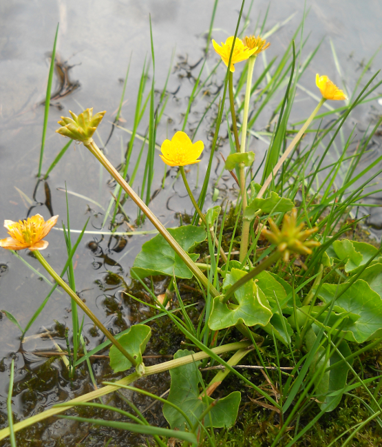 Изображение особи Caltha palustris.