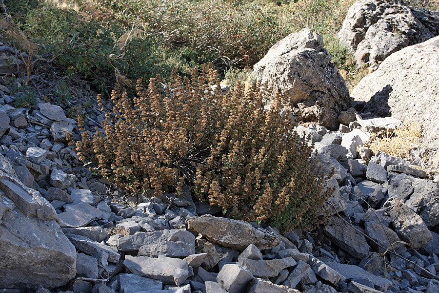 Изображение особи семейство Lamiaceae.