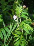 Vicia sepium