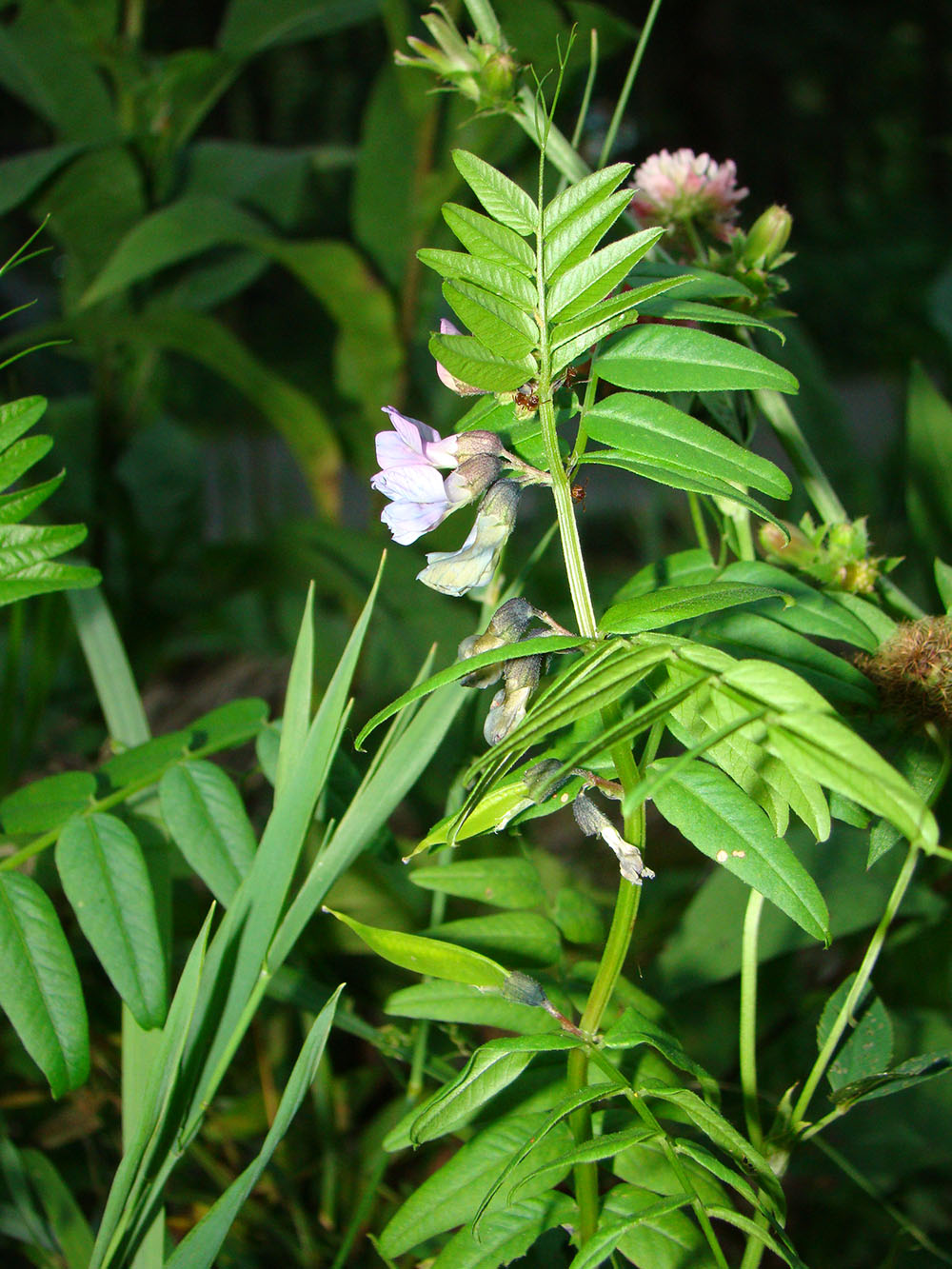 Image of Vicia sepium specimen.