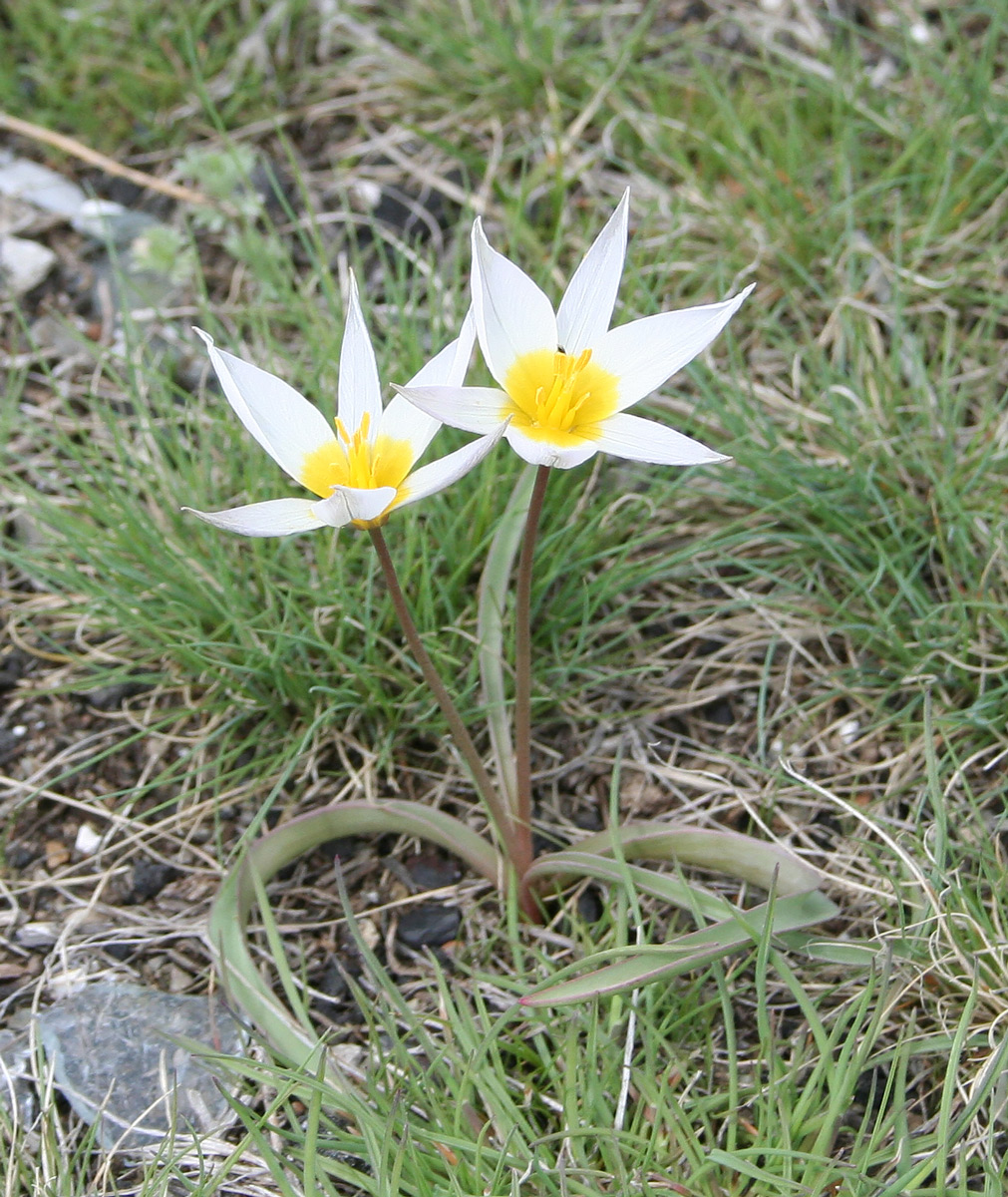 Изображение особи Tulipa patens.