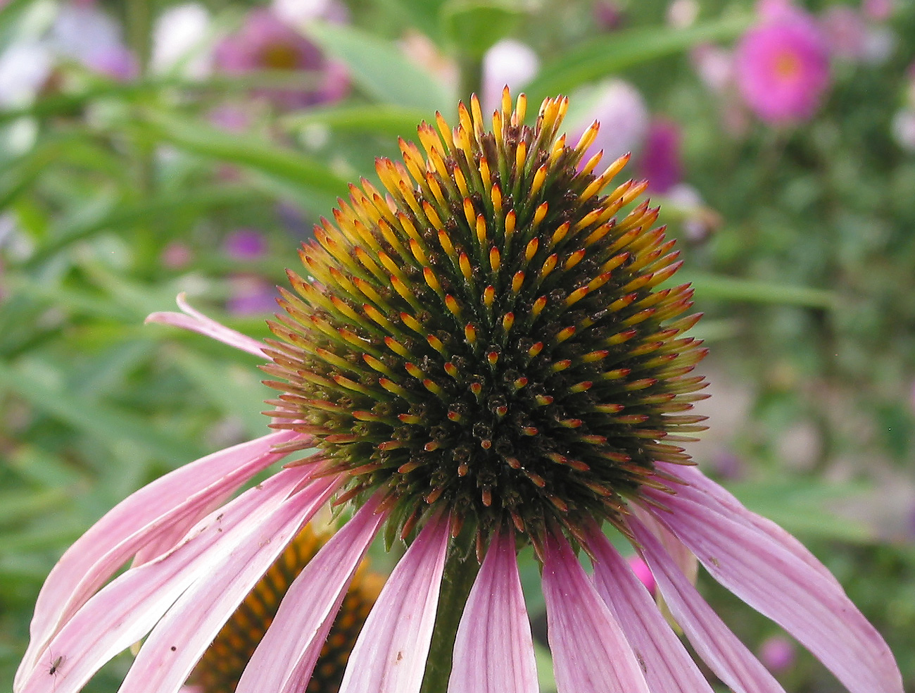 Image of Echinacea purpurea specimen.