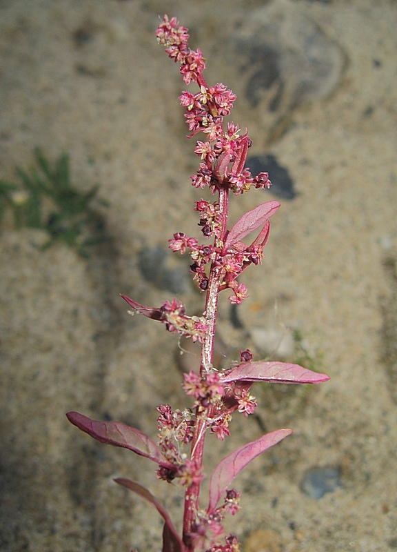 Изображение особи Lipandra polysperma.