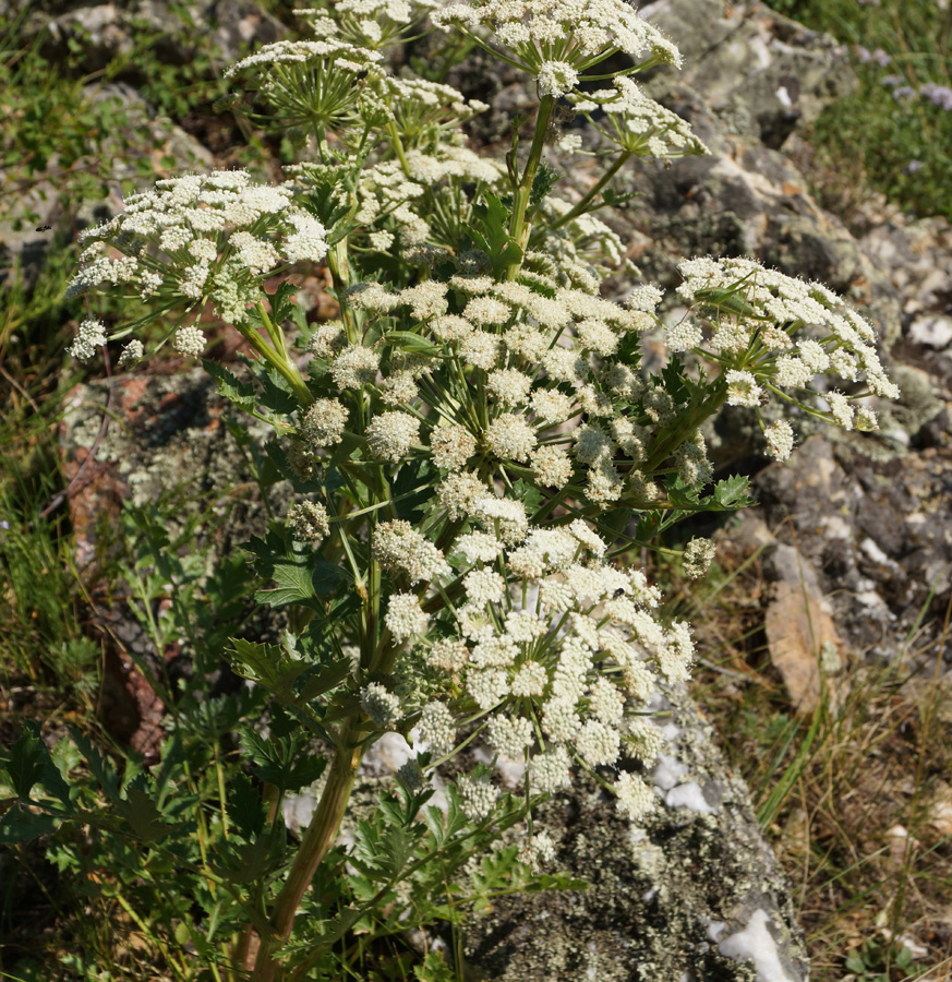 Image of Seseli buchtormense specimen.