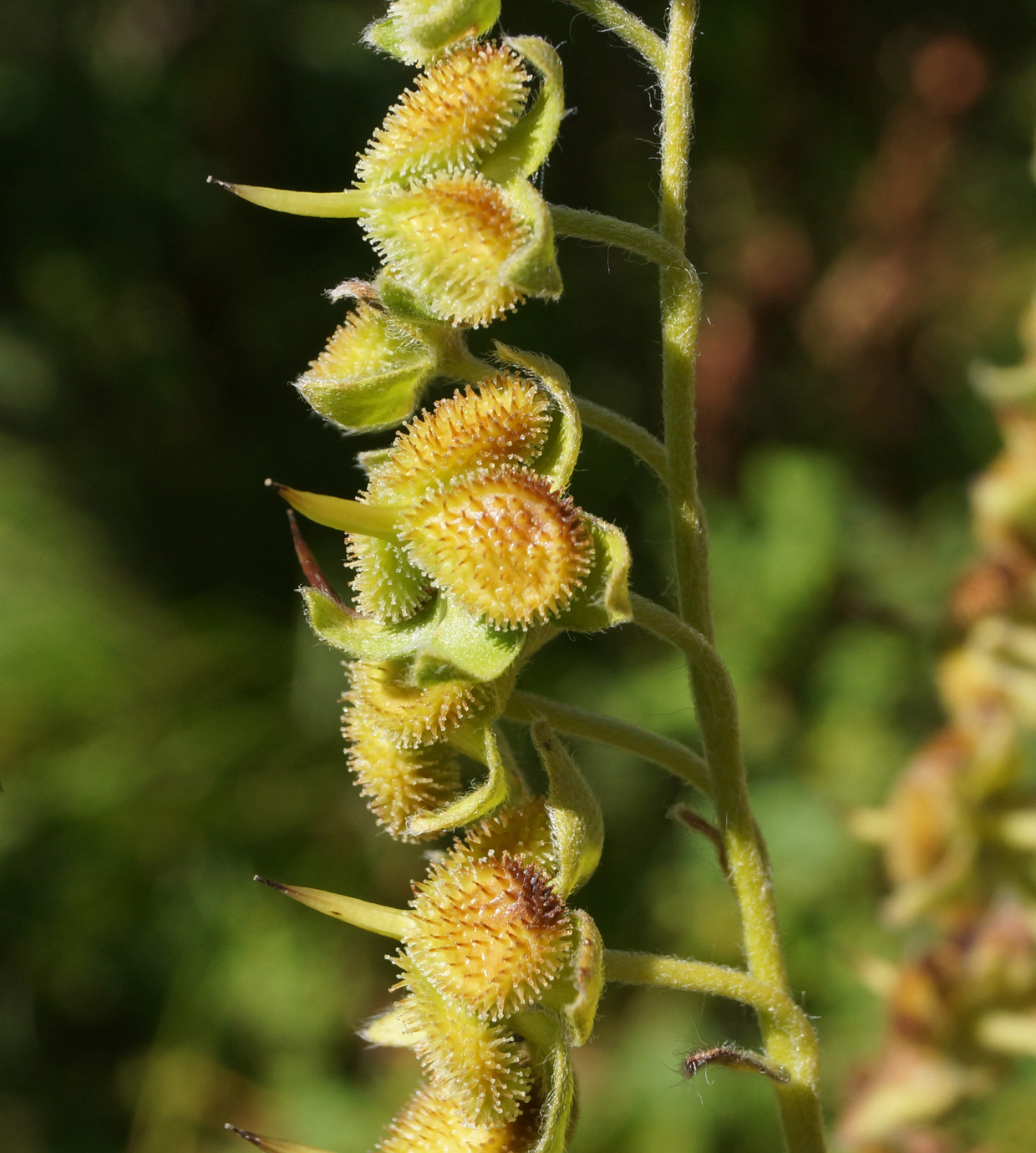 Изображение особи Cynoglossum officinale.