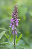 Stachys palustris. Верхушка побега с соцветием. Ленинградская обл., Волосовский р-н, окр. дер. Редкино, высокотравный берег р. Луга в месте слияния с р. Вруда. 12.07.2015.