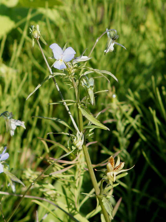 Изображение особи Viola arvensis.