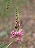 Onobrychis viciifolia. Частично расцветшее соцветие. Украина, Днепропетровская обл., Криворожский р-н, окр. с. Новосёловка, обочина автодороги Н-11. 17.05.2015.