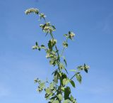 Nepeta cataria