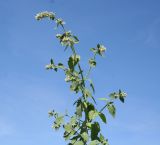 Nepeta cataria