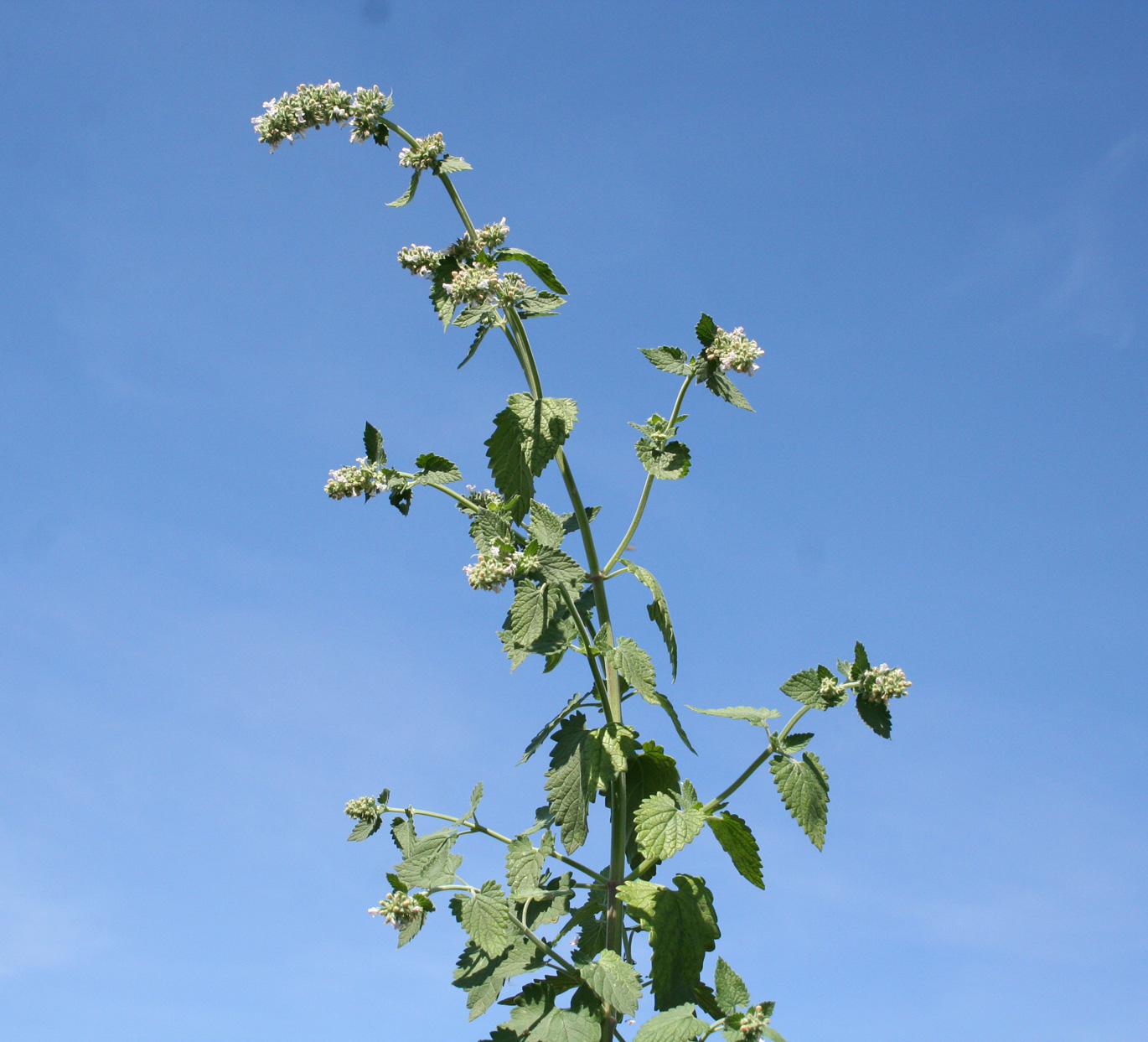 Image of Nepeta cataria specimen.