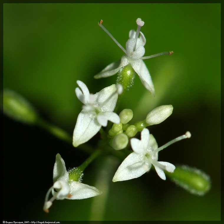 Изображение особи Circaea alpina.