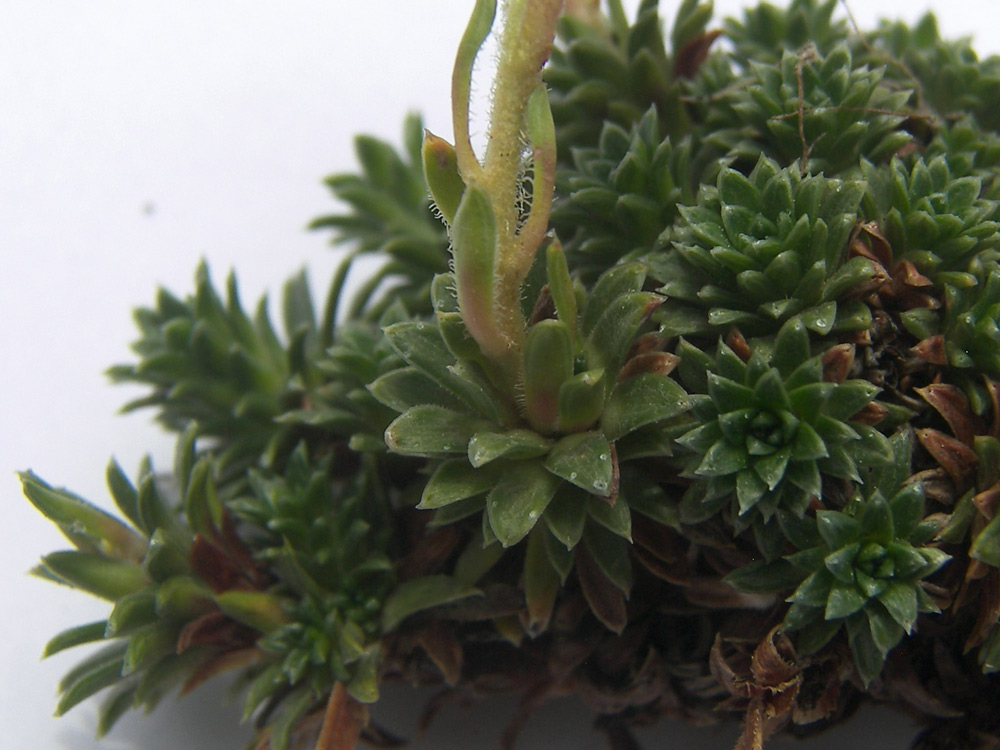 Image of Saxifraga caucasica specimen.