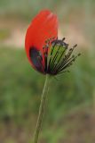 Papaver laevigatum. Отцветающий облетевший цветок с завязавшимся плодом. Краснодарский край, Темрюкский р-н, Куликовское гирло, старый береговой вал. 23.04.2016.