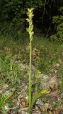 Steveniella satyrioides. Цветущее растение. Крым, Бахчисарайский р-н, гора Бакла, разреженный дубовый лес. 1 мая 2016 г.