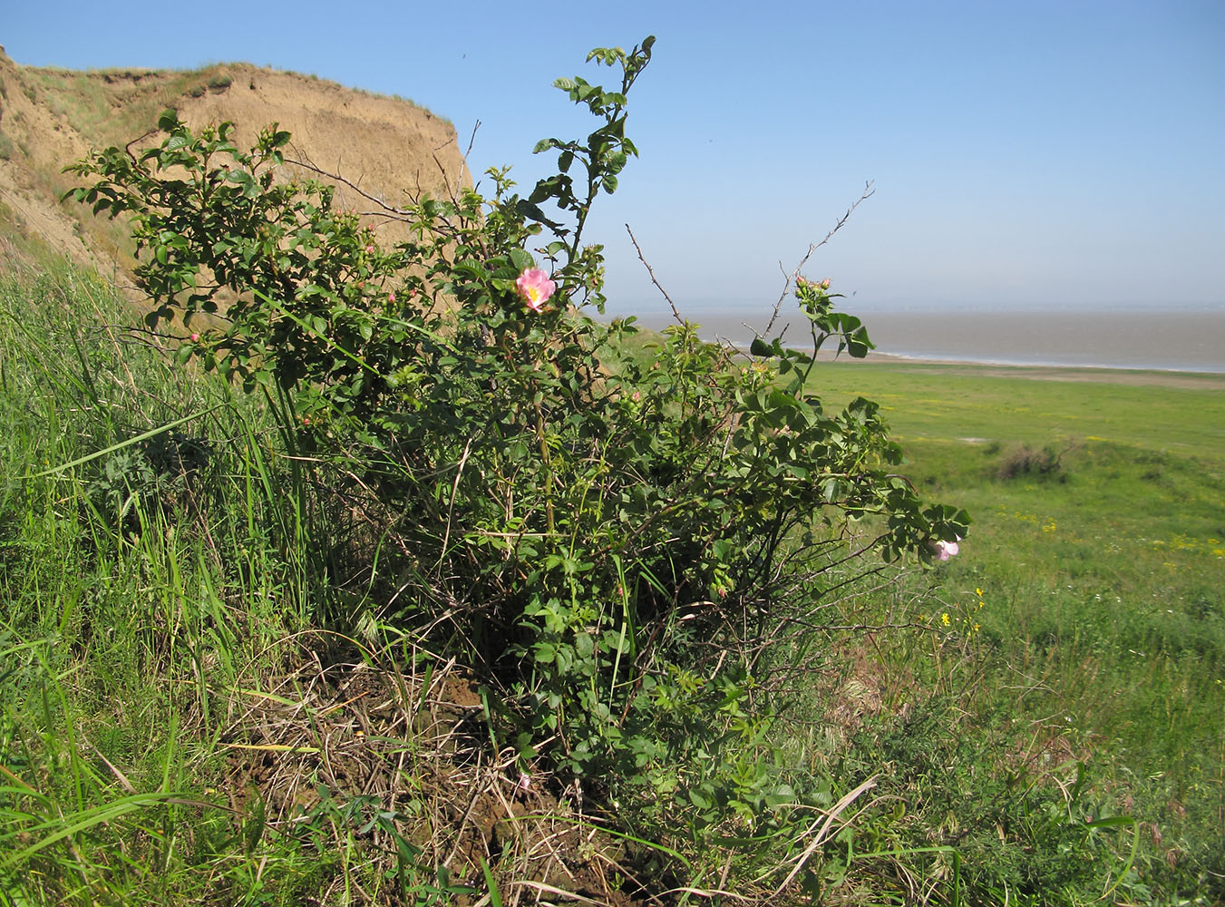 Image of genus Rosa specimen.