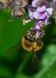 genus Ocimum