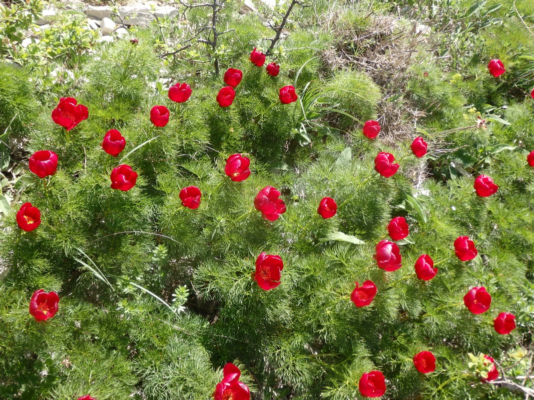 Image of Paeonia tenuifolia specimen.