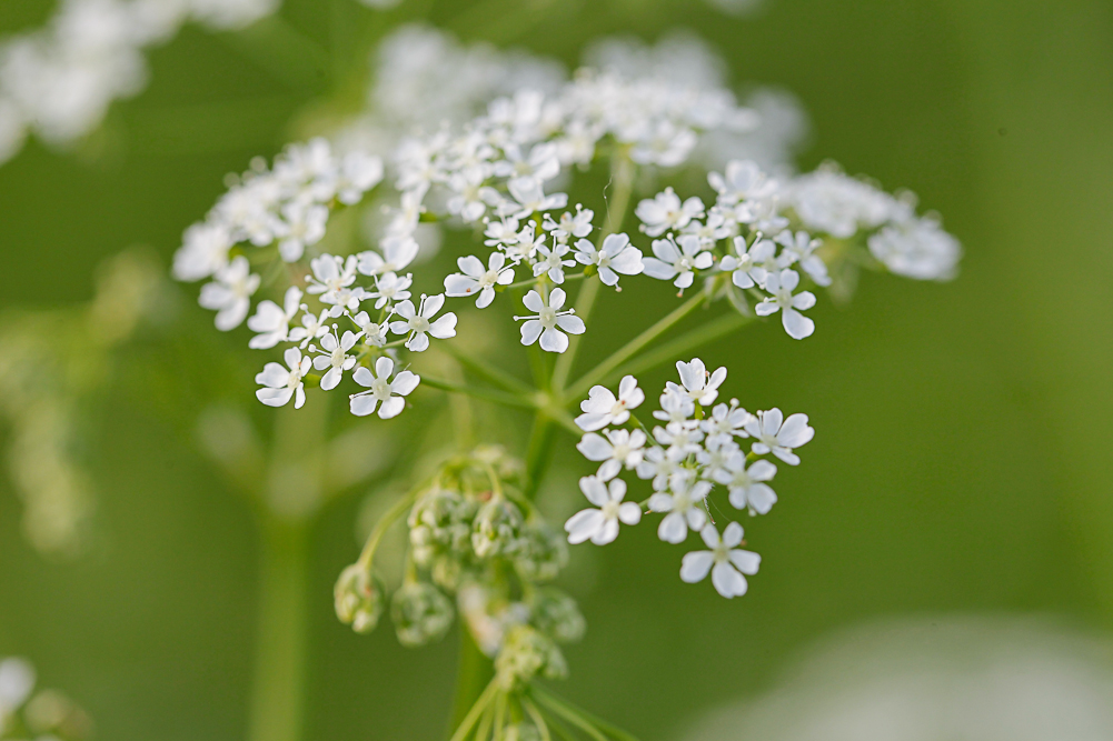 Изображение особи Anthriscus sylvestris.