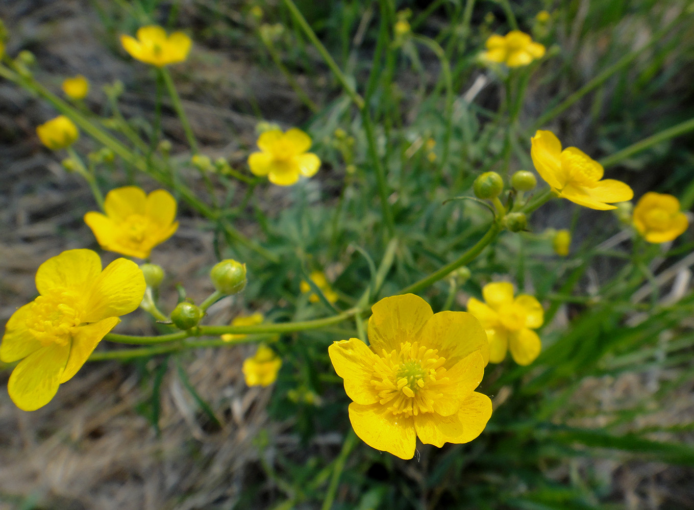 Изображение особи род Ranunculus.