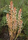 Orobanche alba