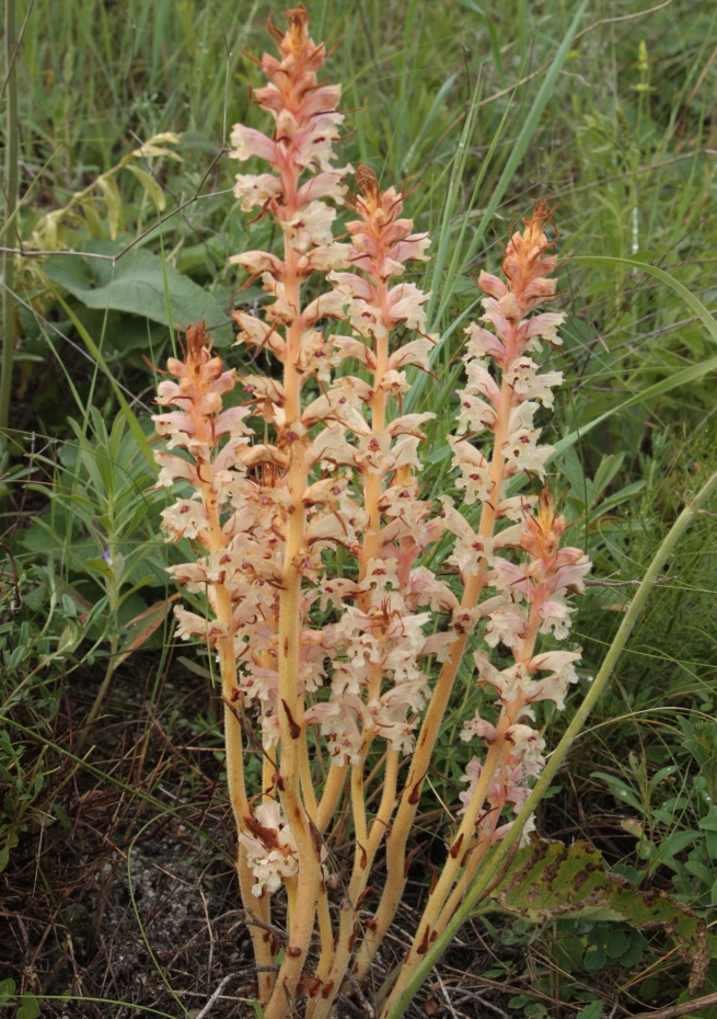 Image of Orobanche alba specimen.