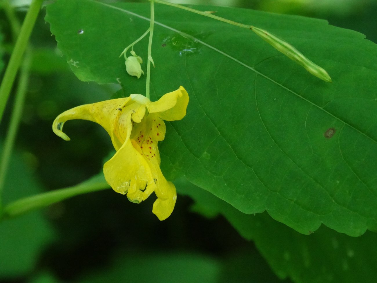 Image of Impatiens noli-tangere specimen.