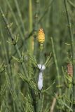 Equisetum fluviatile