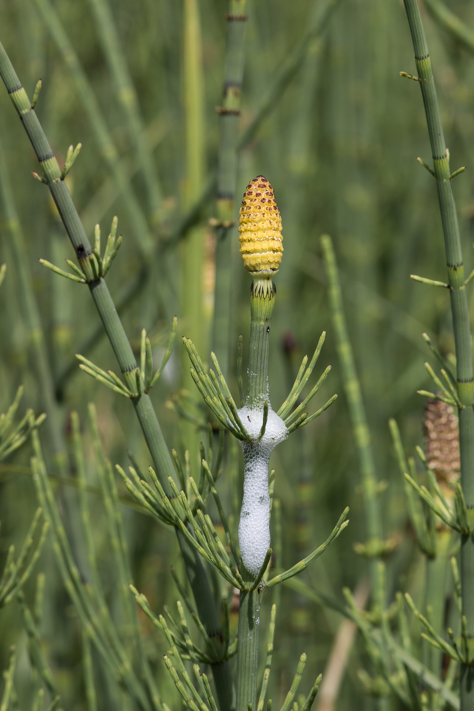 Изображение особи Equisetum fluviatile.