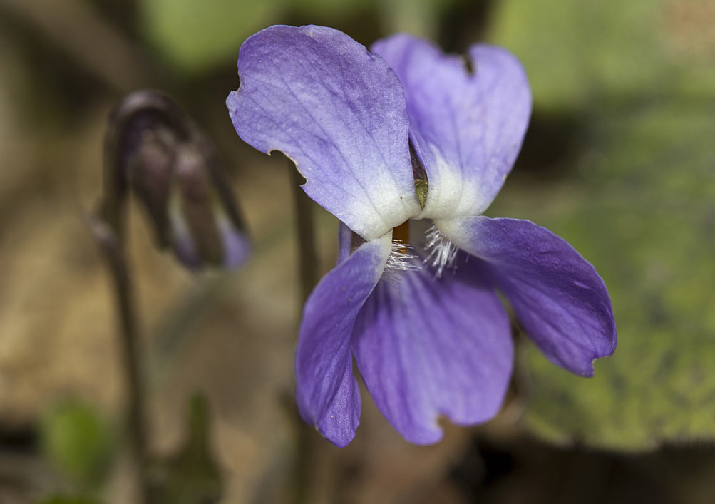 Изображение особи род Viola.