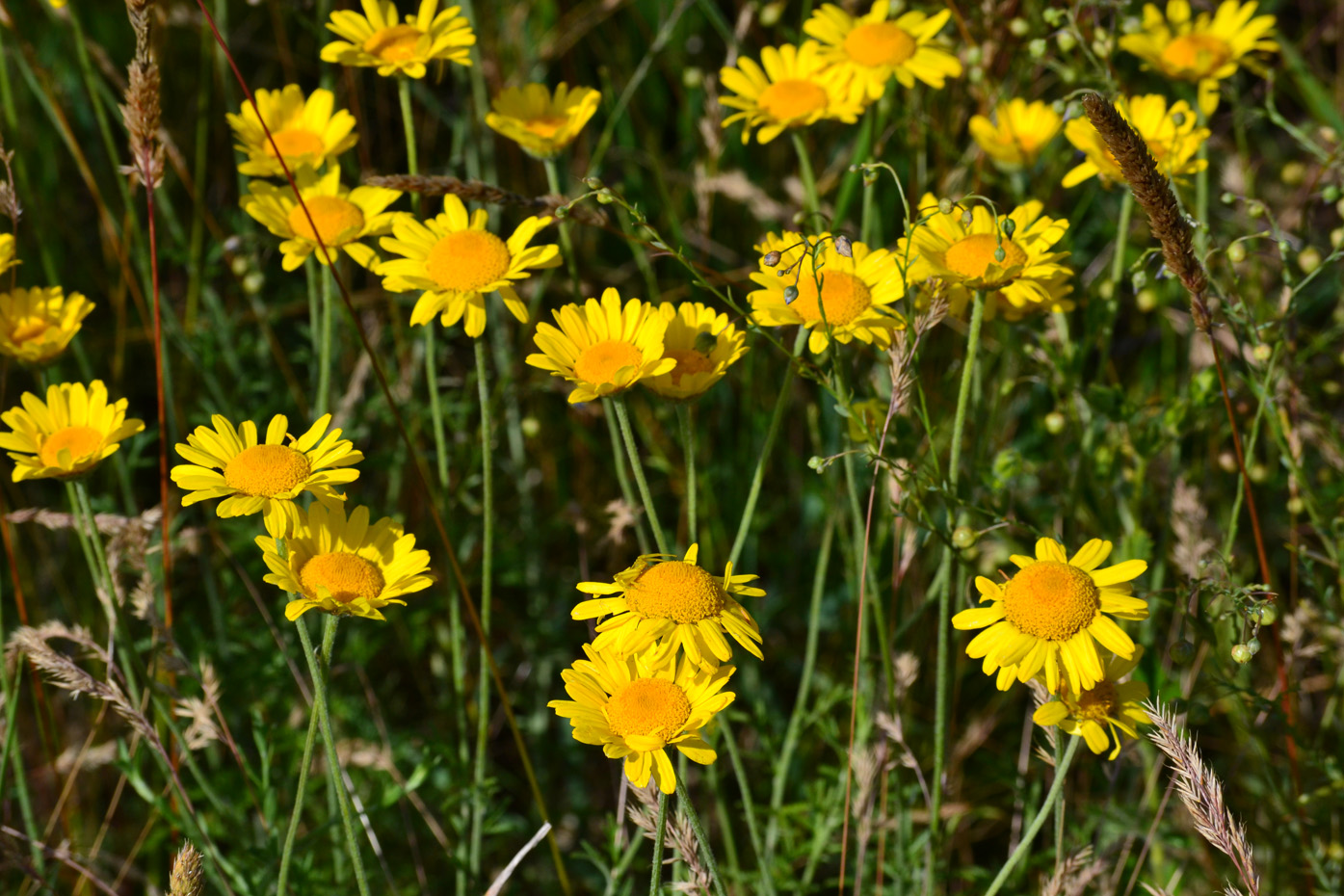 Изображение особи Anthemis monantha.