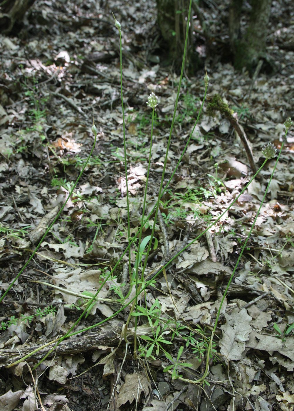 Image of Allium quercetorum specimen.