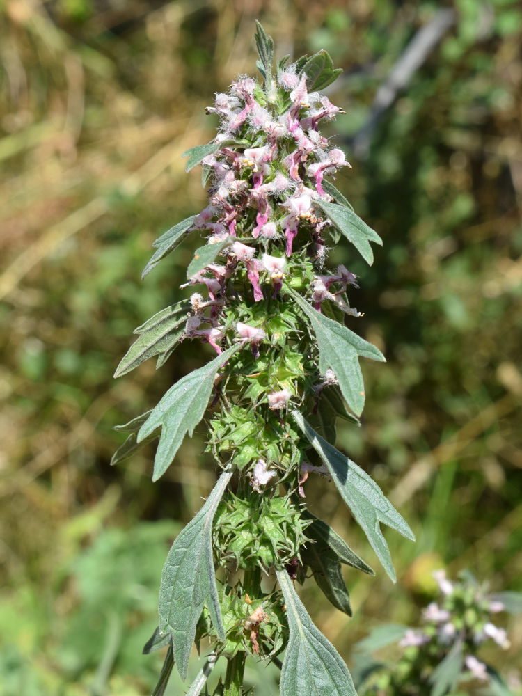 Изображение особи Leonurus turkestanicus.