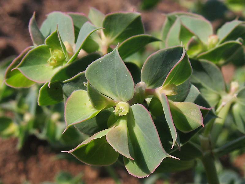 Image of Euphorbia falcata specimen.
