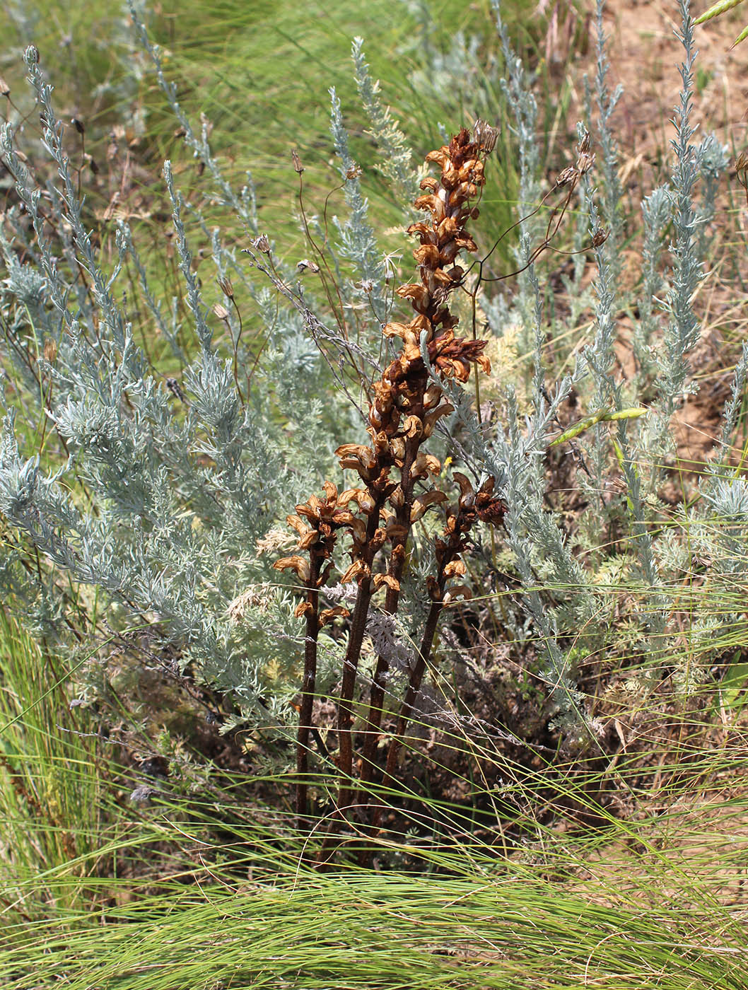 Image of Orobanche cumana specimen.