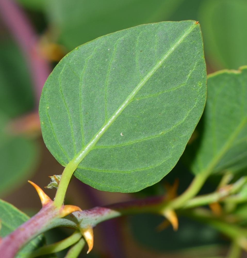 Image of Capparis zoharyi specimen.