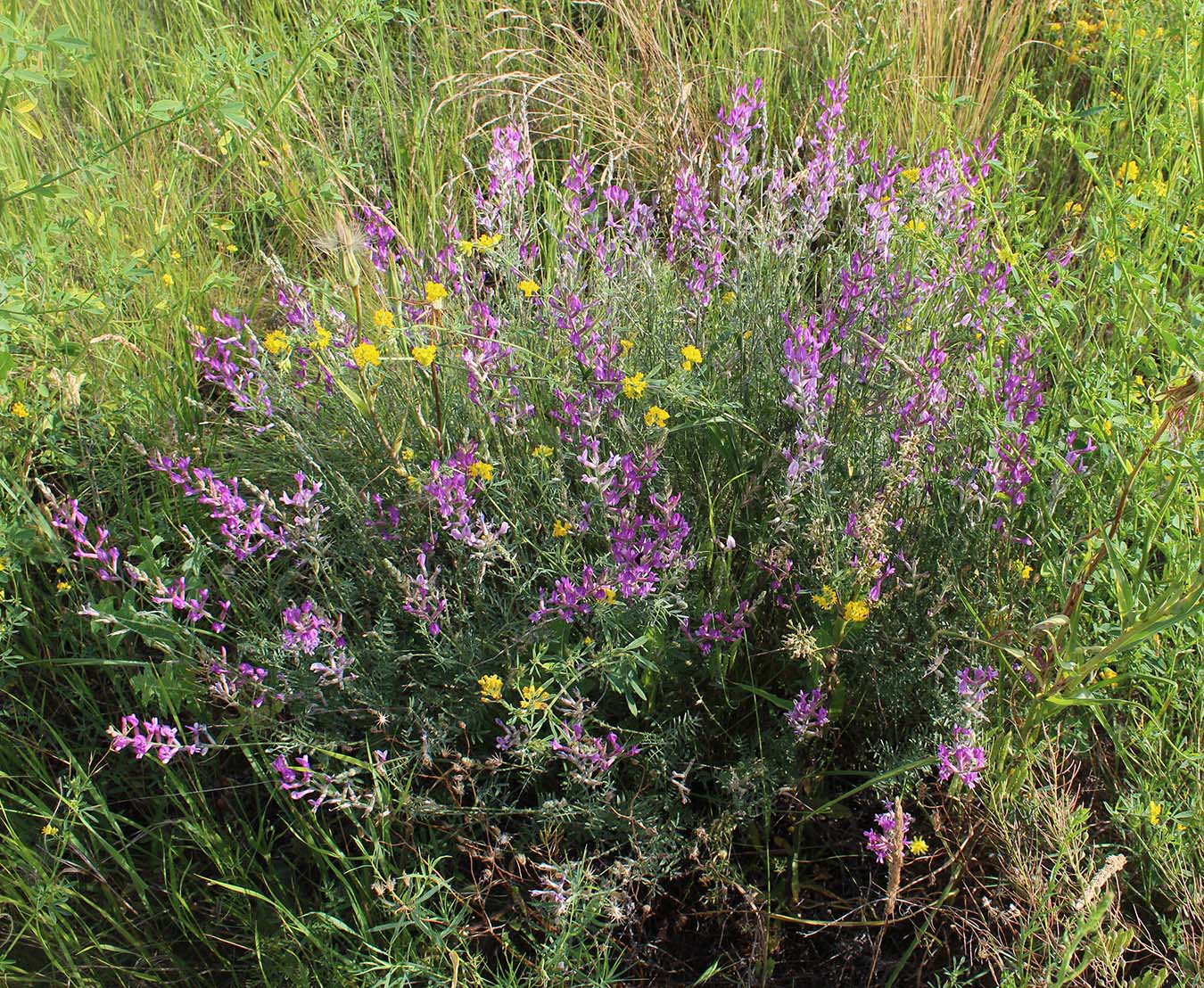 Изображение особи Astragalus varius.