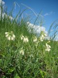 Onosma volgensis