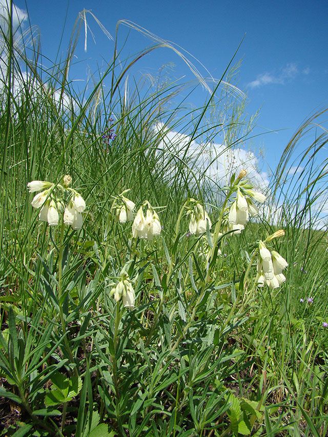 Изображение особи Onosma volgensis.